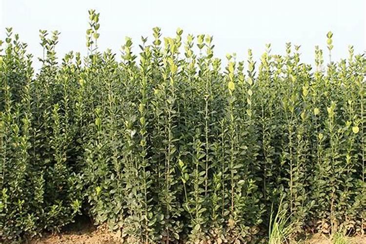 黄杨施什么肥长得快 施肥注意事项有哪些