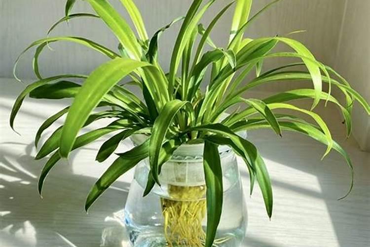 水养吊兰用什么肥