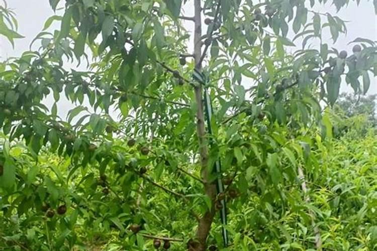 桃子膨大期怎样用肥？