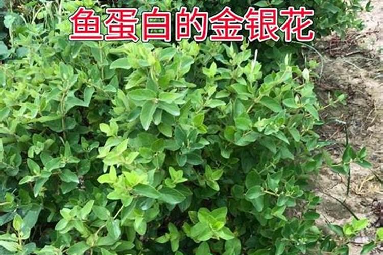 三角梅使用磷酸二氢钾喷叶或浇根一般多长时间使用一次