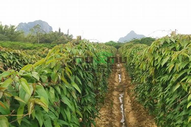 大姜的膨果期在什么时候？大姜膨大期用什么肥料能增产