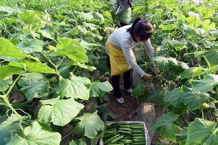 黄瓜叶片如何变绿变厚？