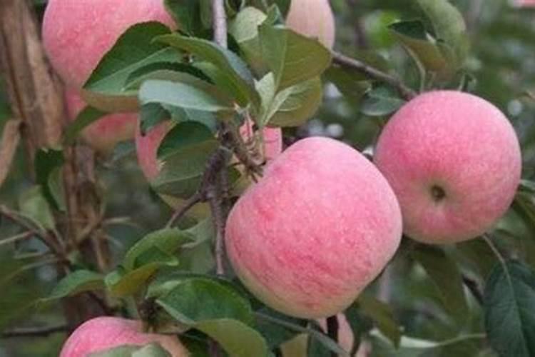 养殖胡萝卜如何浇水