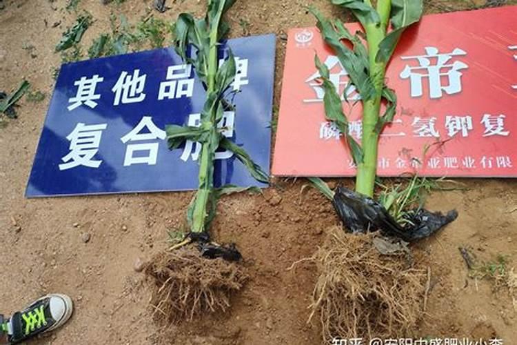 什么肥料促进根系生长