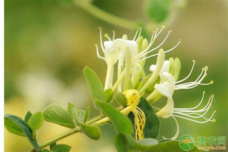 金银花施肥方法大全!