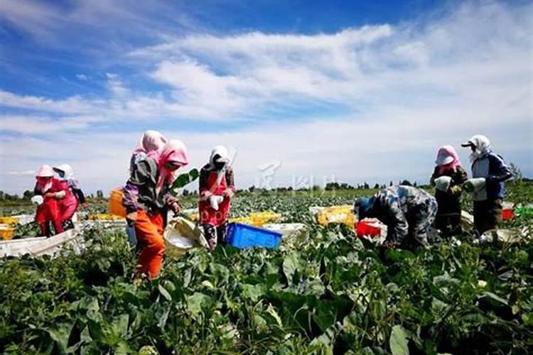 辣椒结果期用什么叶面肥效果好？辣椒挂果期喷什么叶面肥结果多？