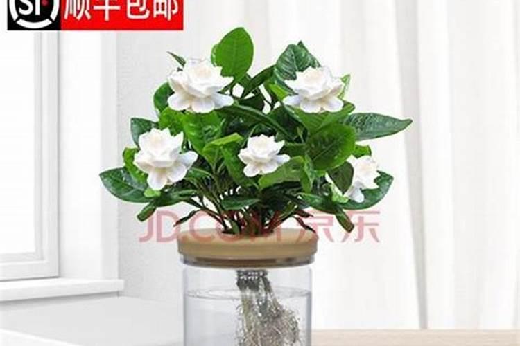 如何水培栀子花？