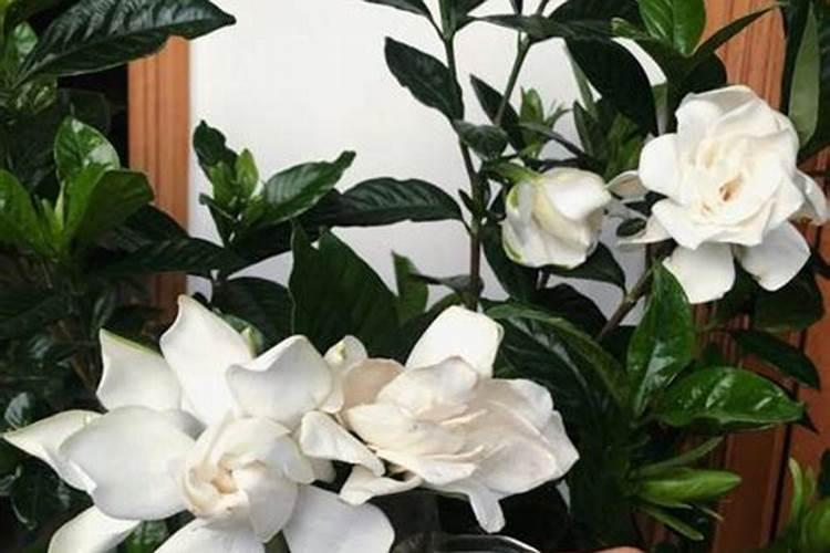 水培栀子花的养殖方法及注意事项(水培栀子花的养殖方法和注意事项...