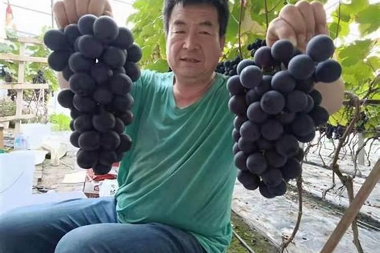葡萄频繁出现大小粒现象,到底是怎么回事