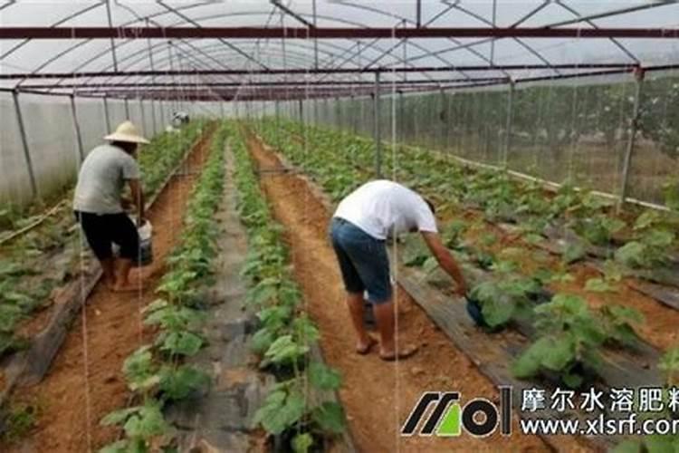 大量元素水溶肥对花卉绿植的用法