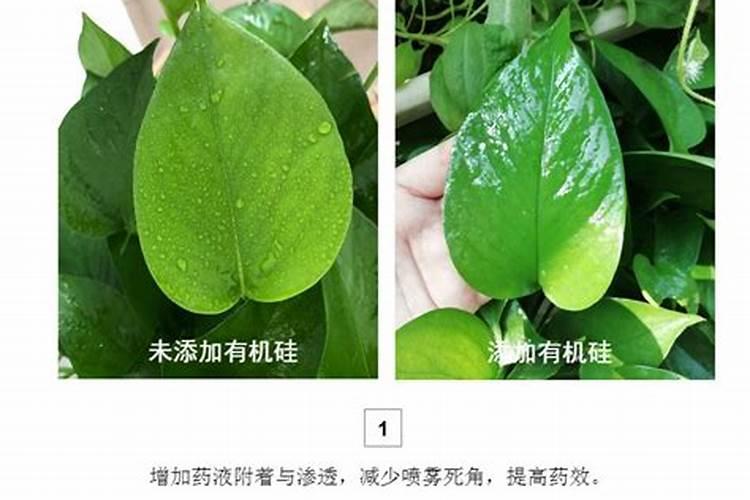 叶面肥配方包含什么物质