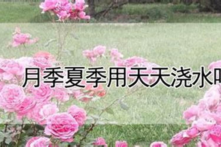 长寿花施尿素的正确方法长寿花施尿素怎么用