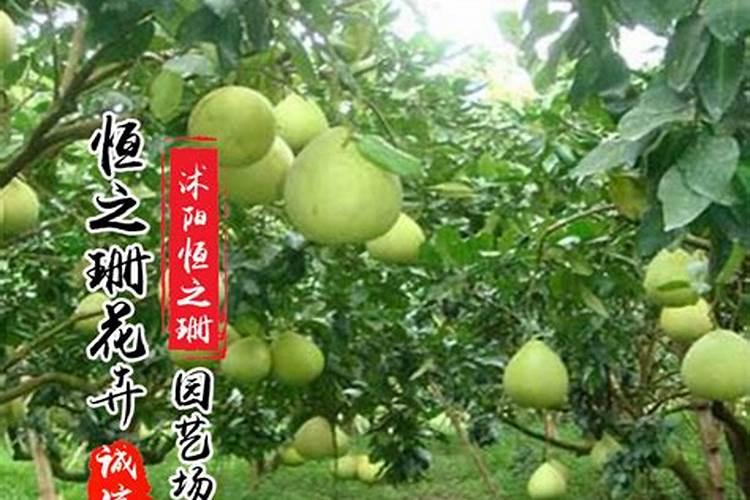 移栽柚子树根系腐烂怎么办？