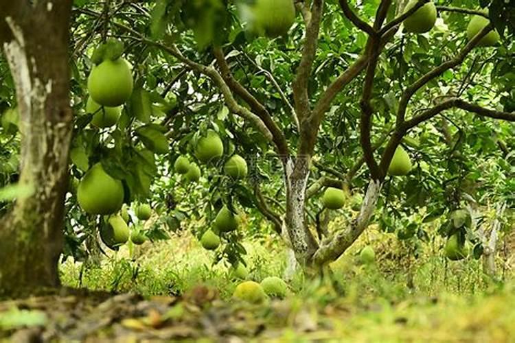 柚子树正在开花可以施肥吗？