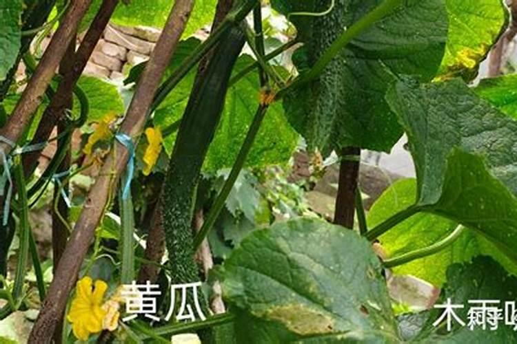 磷肥对黄瓜的作用 有哪些好处