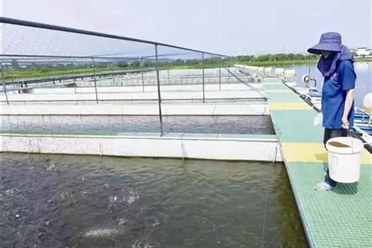 鱼跟螺蛳可以一起煮吗