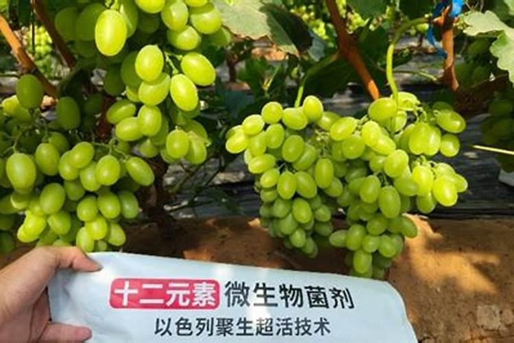 红糖当冲施肥怎么用红糖当冲施肥如何用