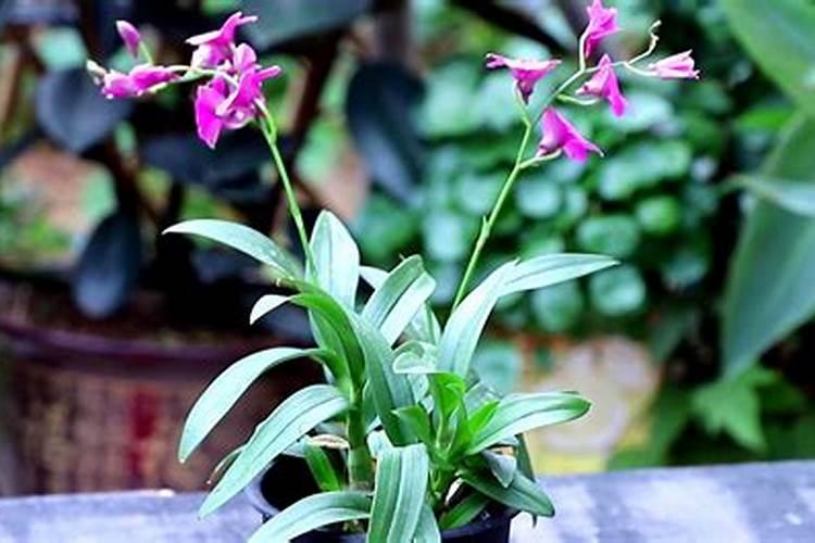 盆栽石斛兰花的叶面肥哪那种好 盆栽石斛兰花的叶面用什么肥料好