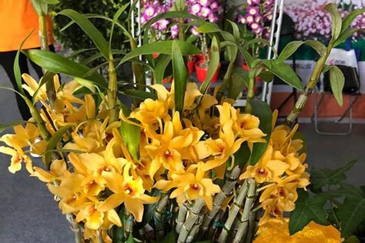 种石斛用什么肥料最好