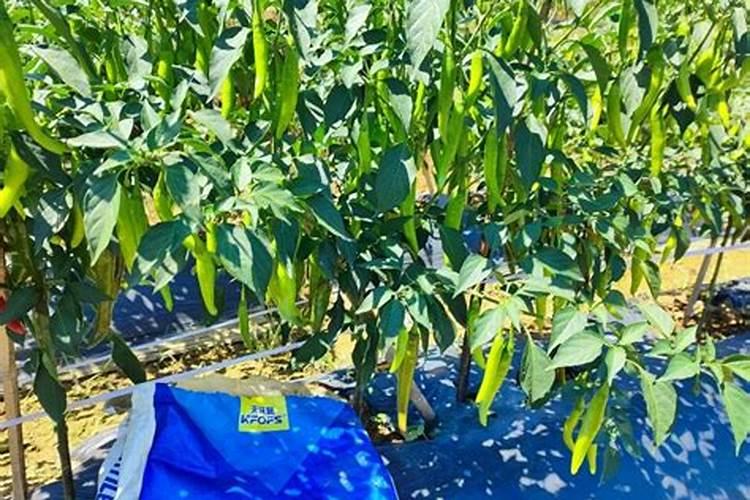 辣椒施什么肥好