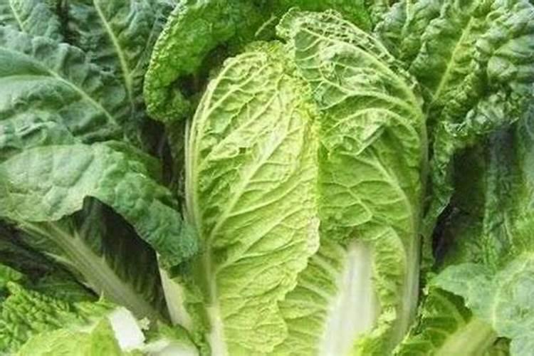 想要绿萝爬满墙需要注意哪些要点？