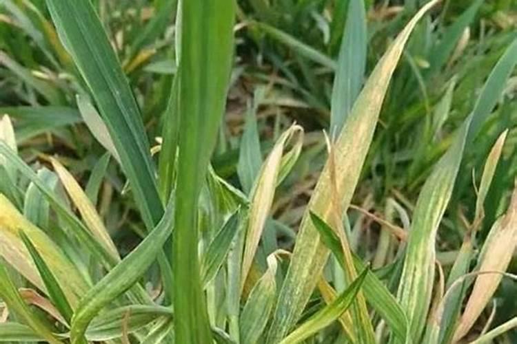 小麦叶子发黄怎么回事