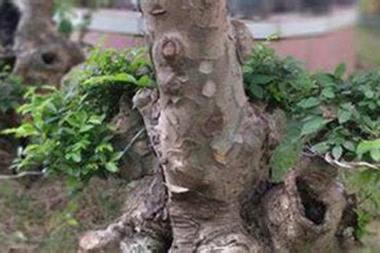 菜枯养鱼什么季节好