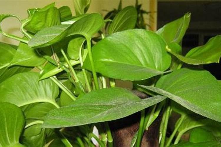 绿萝施什么肥料最好