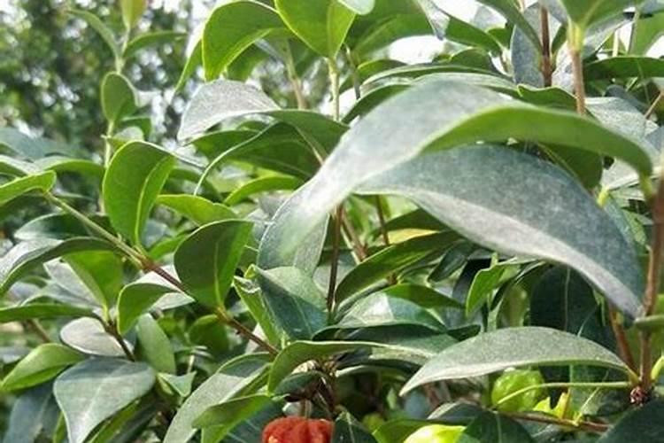 种桃金娘施什么肥