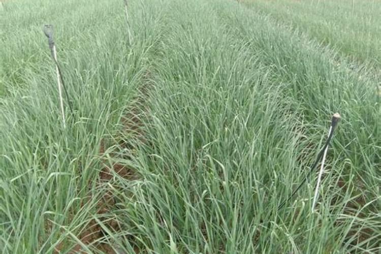 油菜饼加水泡多久才可以施肥