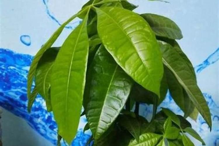 发财树施什么肥好