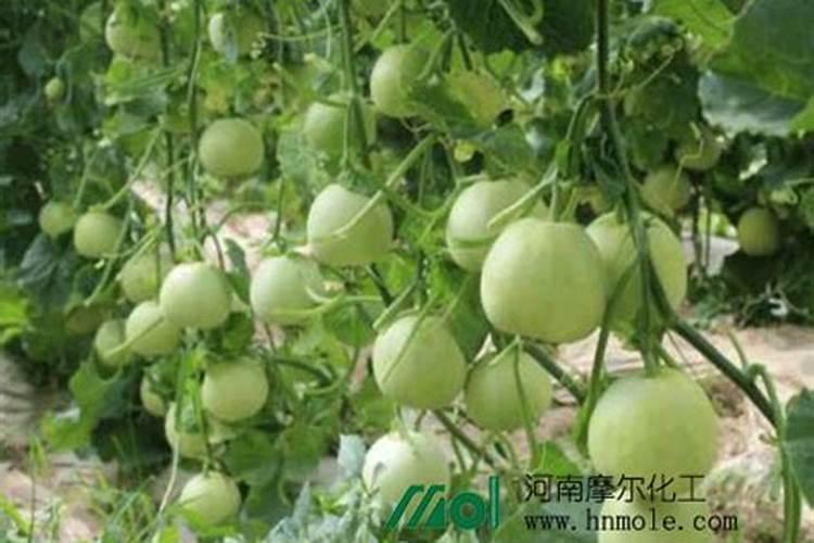 大棚甜瓜水肥管理技术