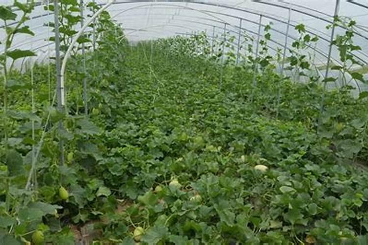 甜瓜用什么肥料好,怎么施肥