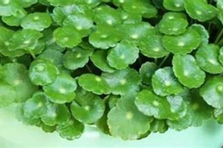 金钱草施什么肥