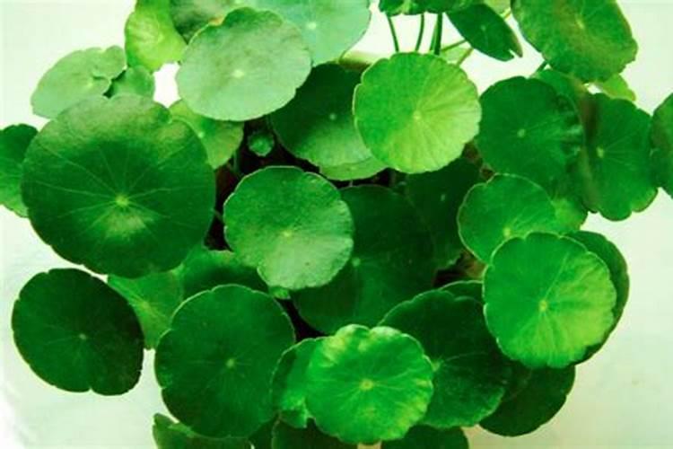 金钱草施什么肥