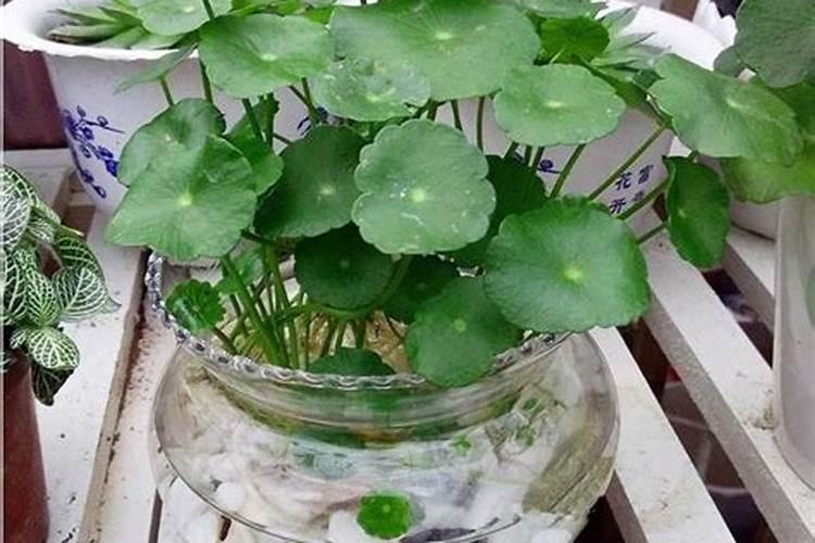 金钱草施肥方法,用什么肥好