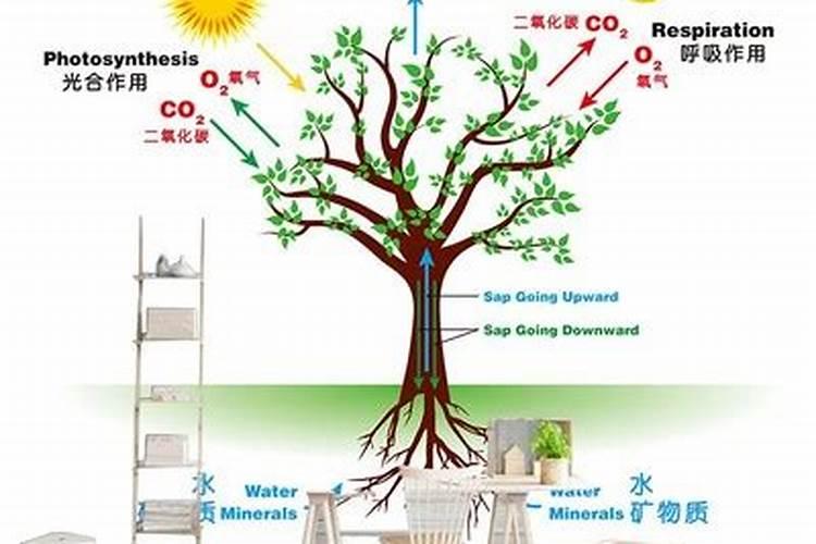 磷肥在植物生长发育中起到什么作用？