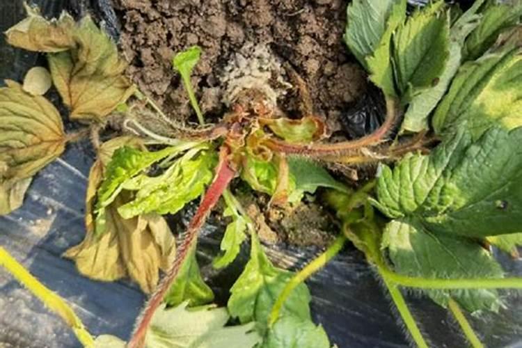 一亩草莓浇了26公斤钾肥多吗？如果多了应该怎么补救