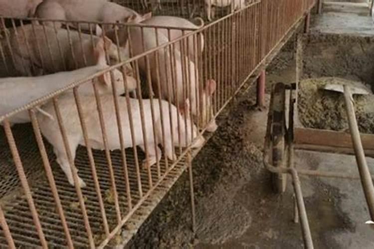 鸡粪,牛粪、猪粪哪个做有机肥效果好？