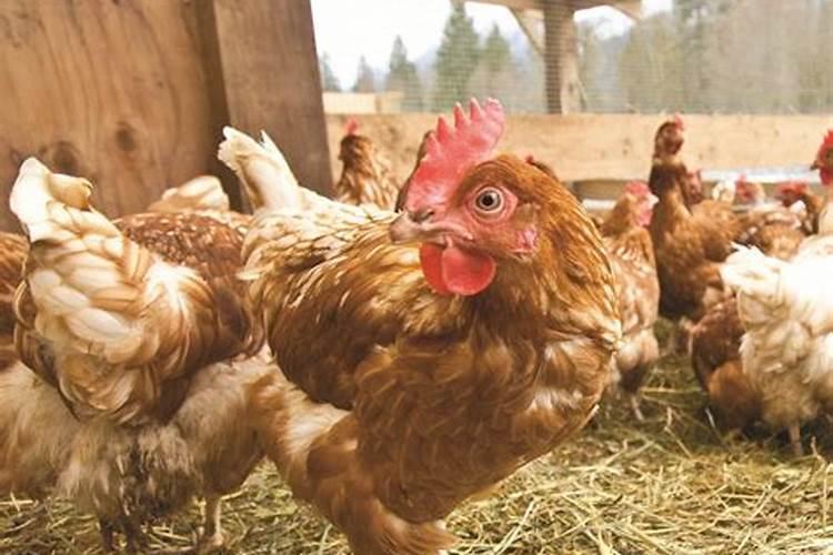 鸡粪种菜好不好,有没有毒？