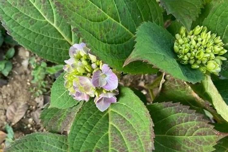 绣球有花苞了该怎么施肥