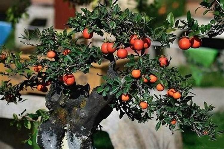 中国化肥十大名牌