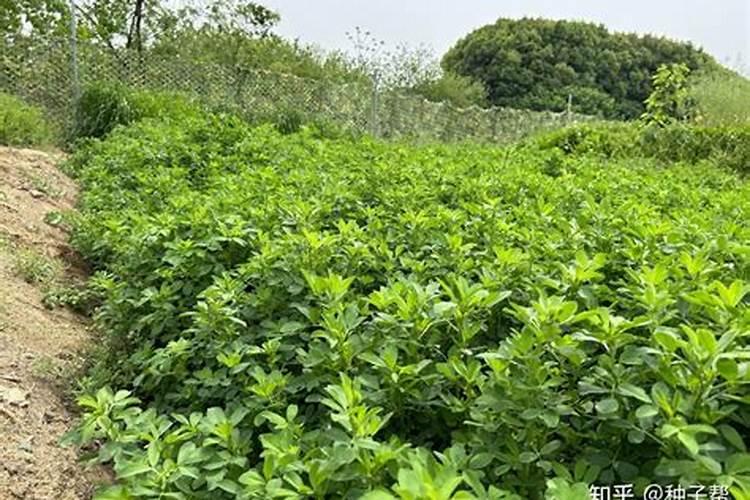 落葵高产栽培田间管理