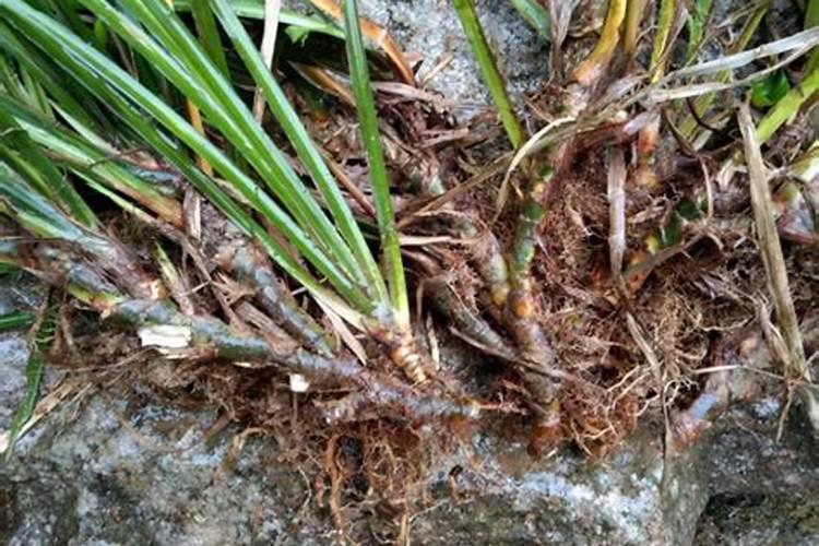 石菖蒲用什么肥料最好？