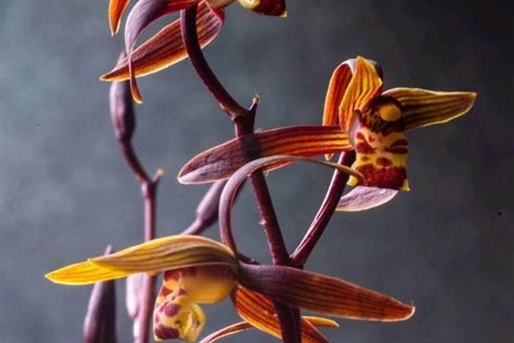 墨兰施什么肥料,墨兰什么时候可以施肥