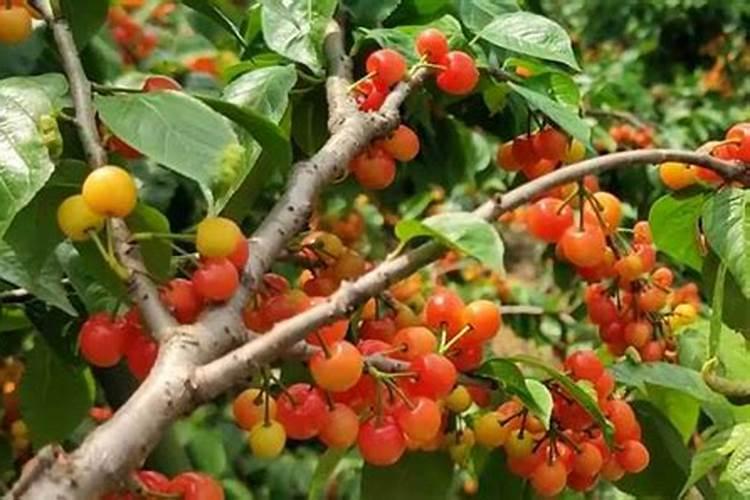 樱桃开花施肥管理方法