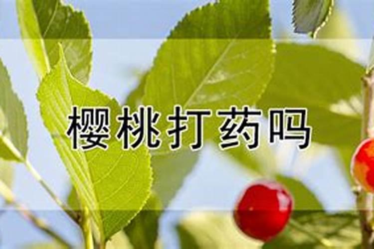 硼砂应该什么时间喷施樱桃上