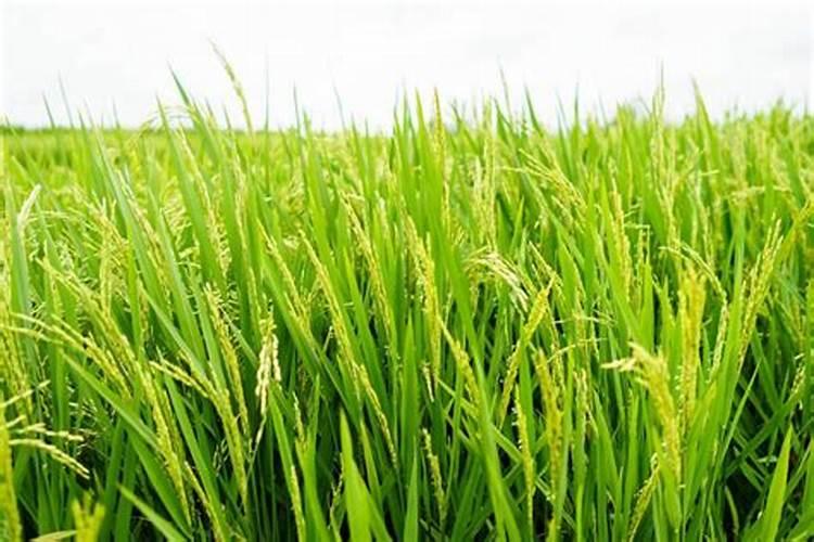 水稻种植技术与田间管理