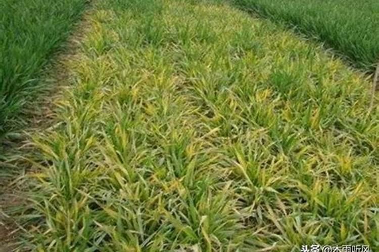 种植小麦底肥施高磷中氮低钾复合肥效果如何？