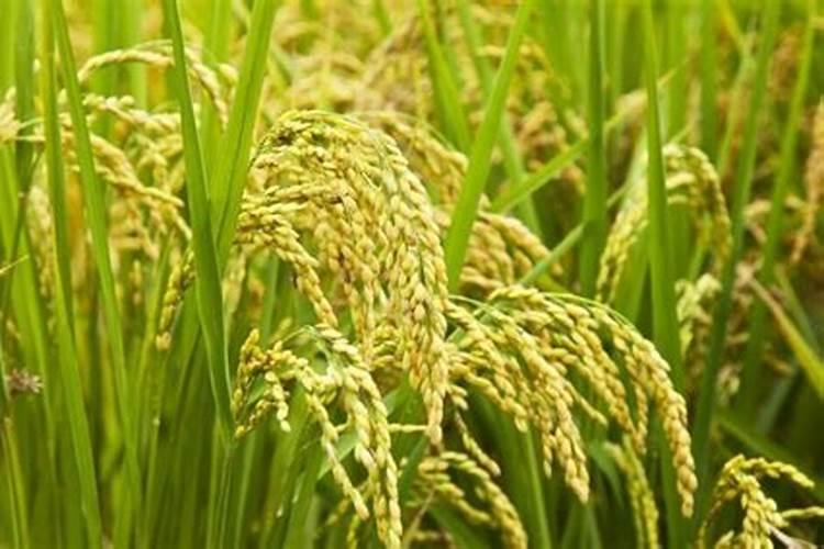 水稻种植技术与田间管理